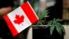 亚洲多国警告公民避免在加拿大吸食大麻