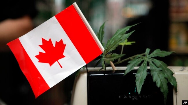 一株大麻和一面加拿大国旗