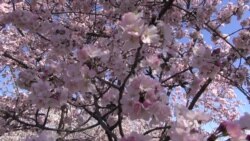 Washington’s Famous Cherry Blossoms Are Out – So Are Many Visitors