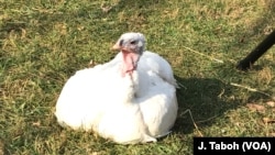 Tallulah is just one of the many happy turkeys who have found refuge at Poplar Spring Animal Sanctuary in Poolesville, Maryland.