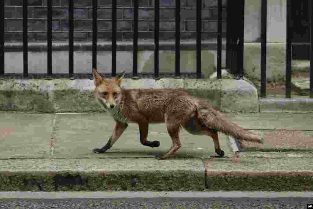 A fox walks in Downing Street, London, as Britain remains in lockdown due to the coronavirus.
