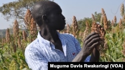 A farmer looks at a sprig of sorghum, called dura in South Sudan.