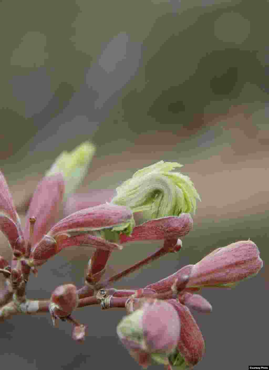 Buckeye leaves emerge in the spring after the winter frost at Forest Park, St. Louis, Missouri. (Amy Zanne) 