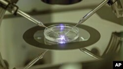 FILE - An embryologist works on a petri dish at a London fertility clinic.