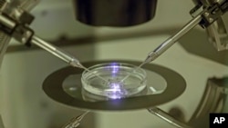 FILE - An embryologist works on a petri dish at a London fertility clinic.