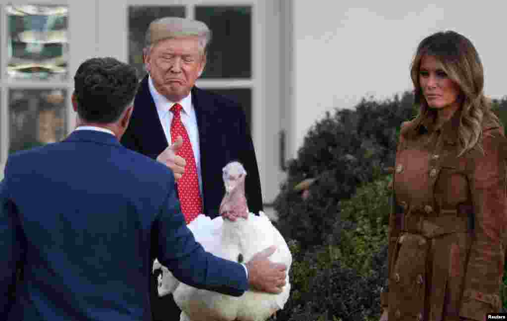 Vaşinqton - Ağ Ev, Prezident Donald Tramp və birinci xanım Melaniya Tramp Şükran bayramı ərəfəsində `hind quşunun əvfi` mərasimində 