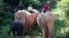 FILE - Keepers ride atop white elephants through dense vegetation near Uppatasanti Pagoda, in Naypyitaw, Myanmar, Nov. 10, 2014. 