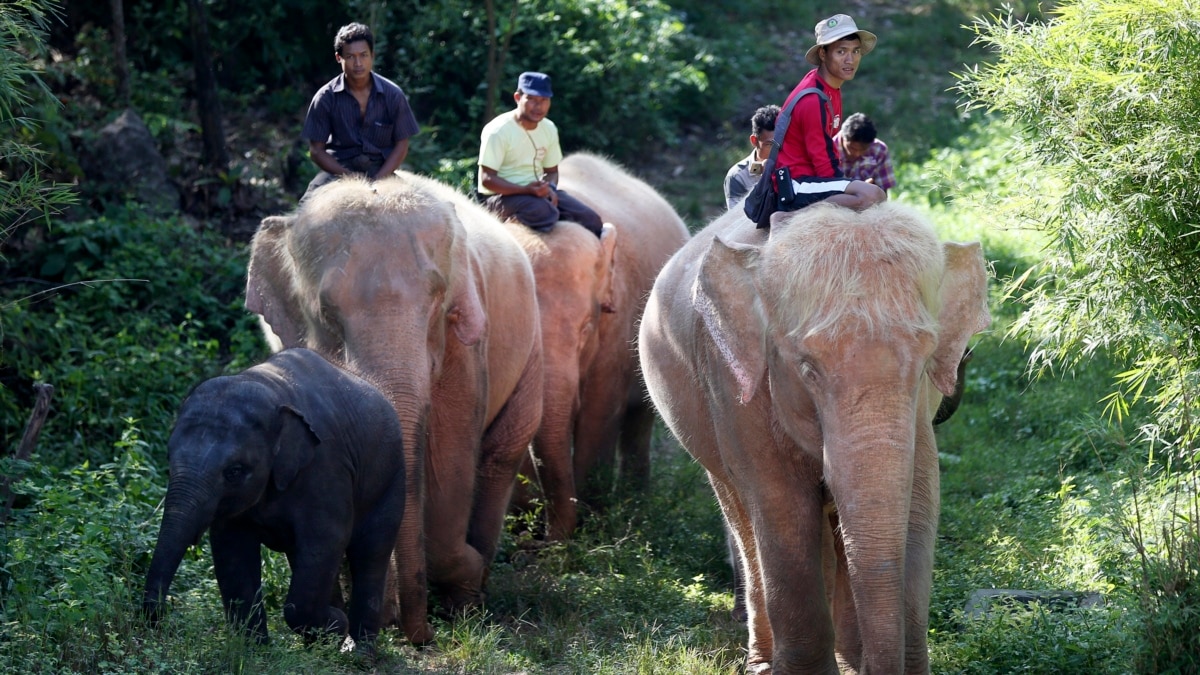 Rare white elephant discovered roaming wild in Burmese jungle