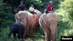 FILE - Keepers ride atop white elephants through dense vegetation near Uppatasanti Pagoda, in Naypyitaw, Myanmar, Nov. 10, 2014. 