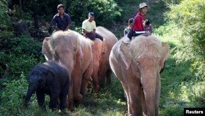 New White Elephant Looks Healthy And Happy With His Mother Mammal - Global  New Light Of Myanmar