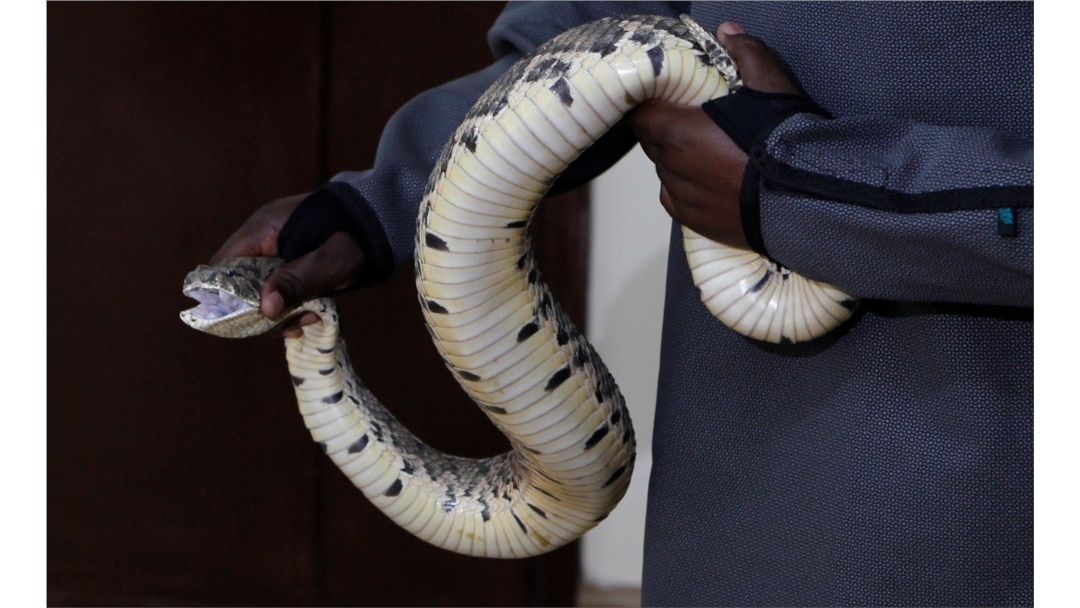 Seorang pawang ular bersiap mengambil bisa dari seekor "Puff Adder Africa" di pusat penelitian dan intervensi gigitan ular di Nairobi, Kenya, 22 Oktober 2019. (Foto: dok).