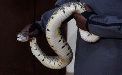 Seorang pawang ular bersiap mengambil bisa dari seekor "Puff Adder Africa" di pusat penelitian dan intervensi gigitan ular di Nairobi, Kenya, 22 Oktober 2019. (Foto: dok).