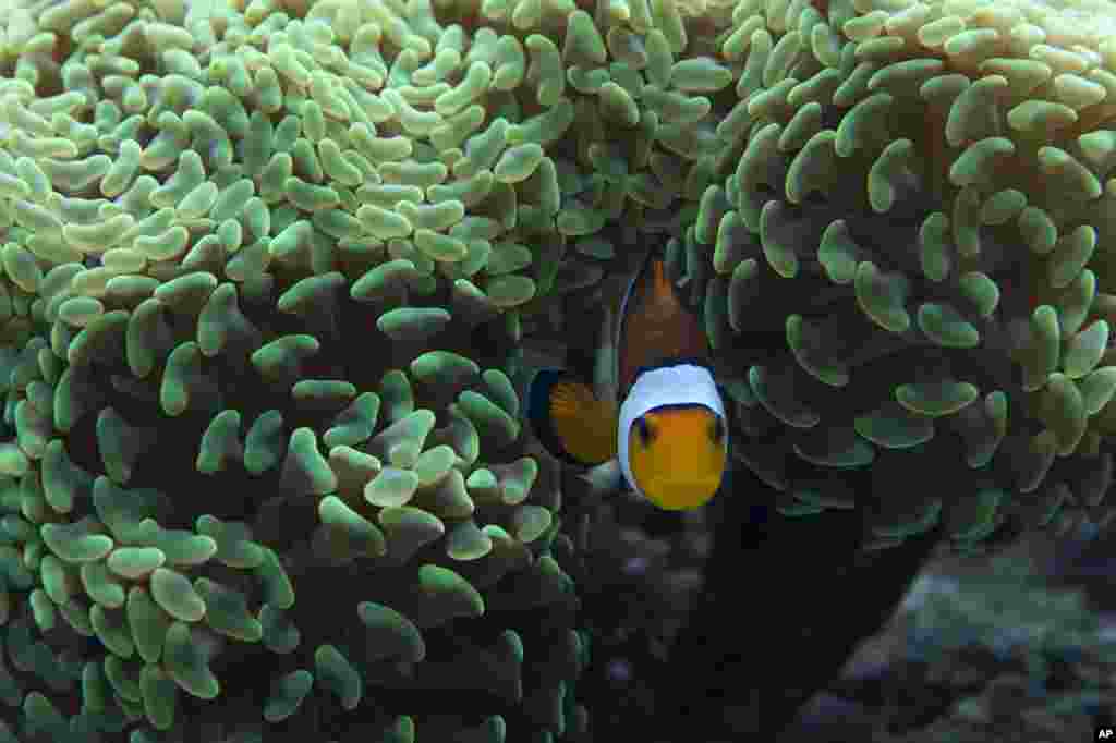 A common clownfish - amphiprion percular - in an aquarium is seen during a media preview of 'Coral Reef - Secret Cities of the Sea' exhibition at the Natural History museum in London. 