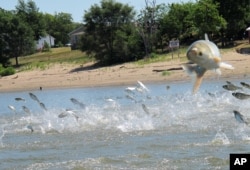 FILE - In this June 13, 2012 file photo, Asian carp, jolted by an electric current from a research boat, jump from the Illinois River near Havana, Illinois.