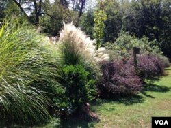 Just a few examples of creature-friendly plants that can be found in Georgia Nassikas' garden in McLean, Virginia, Sept. 17, 2015. (VOA / J. Taboh)