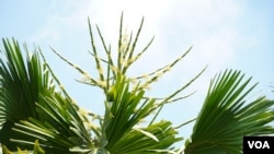 Una palma de Ceilán, planta que florece sola una vez en su vida y luego se marchita y muere, comienza a florecer en el Jardín Botánico de Caracas, el 13 de enero de 2021.