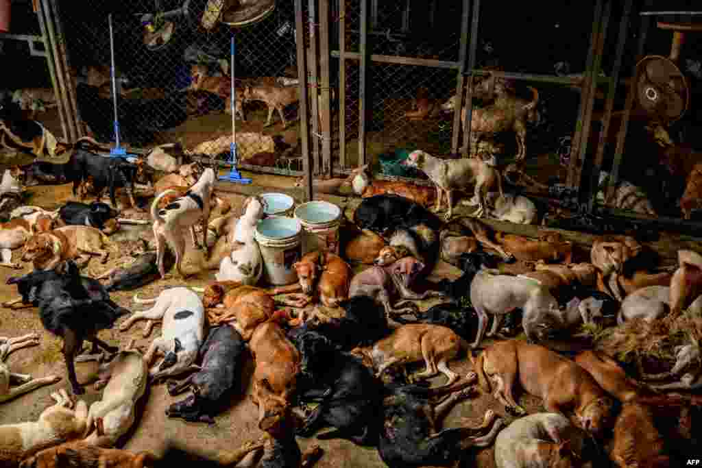 Dogs rest in a crowded enclosure at Auntie Ju&#39;s shelter for stray dogs on the outskirts of Bangkok where some 1,500 canines rescued from the streets around the Thai capital are being housed.
