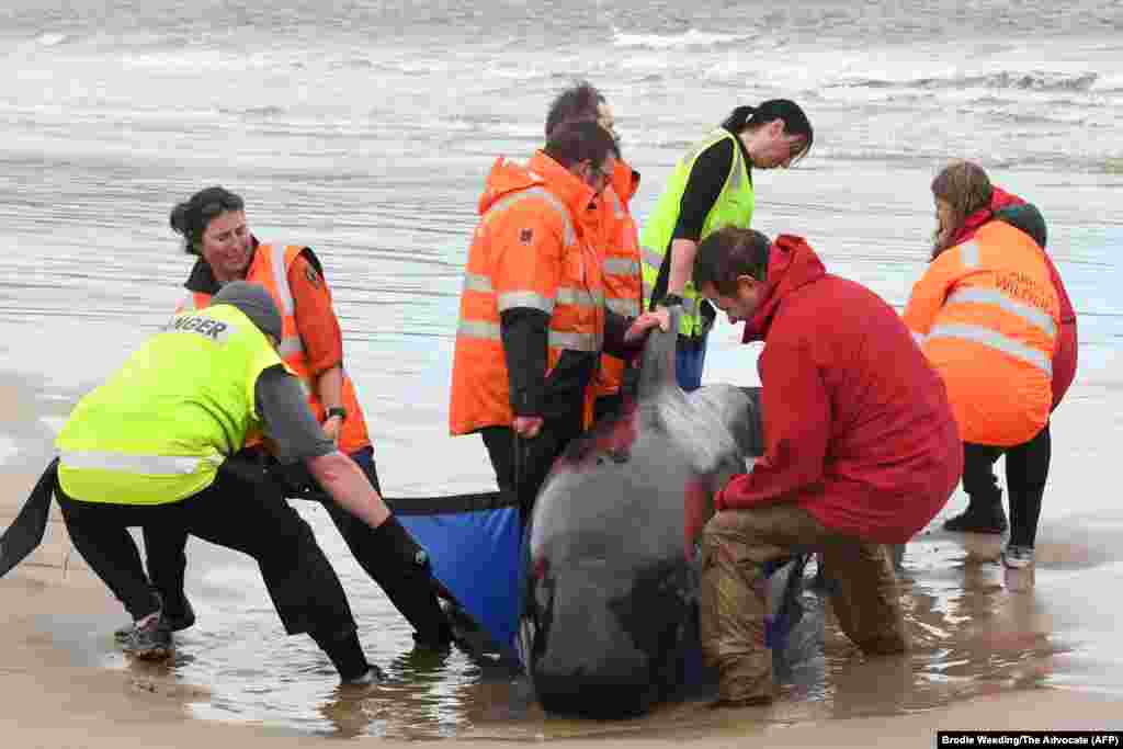 Rescuers work to save a pod of whales stranded on a beach in Macquarie Harbour on the rugged west coast of Tasmania, Australia.