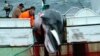 Island odobrio ubistvo 2.130 kitova u narednih pet godina
