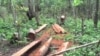 Cambodian Villagers Express Helplessness to Protect Forest