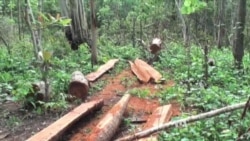 Cambodian Villagers Express Helplessness to Protect Prey Lang Forest