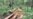 Cambodian Villagers Express Helplessness to Protect Forest