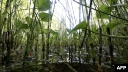 FILE - This photograph shows a peatland-swamp close-up in Sundom, Western Finland on June 18, 2024. Finland has approximately 9 million hectares of peatlands, covering about almost a third of the total land area.