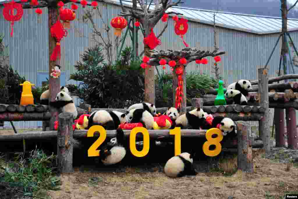 2018年2月14日，中国四川省卧龙市熊猫基地举办活动，庆祝中国农历新年。大熊猫幼仔玩耍。