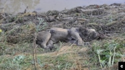 დატბორილ ზოოპარკში ცხოველების უმრავლესობა დაიხოცა, ნაწილი, სპეცდანიშნულების რაზმის წევრებმა მოკლეს