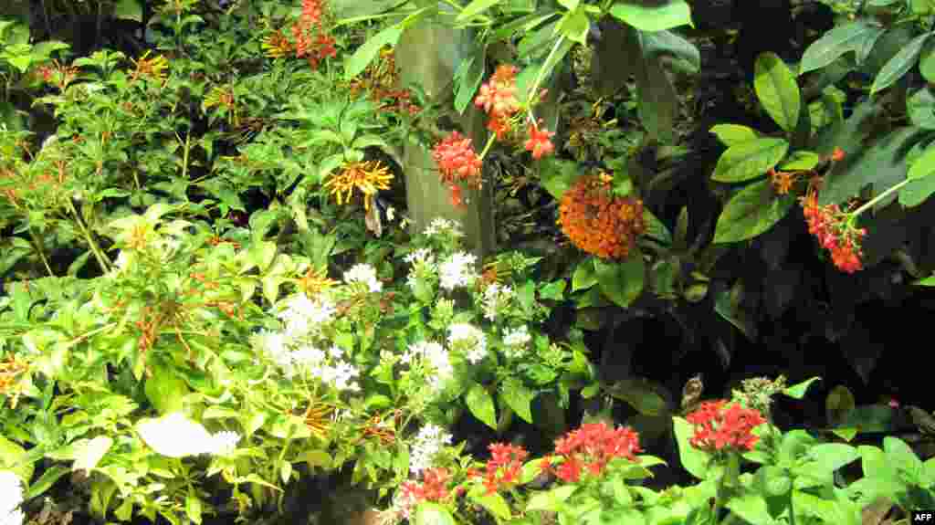 Amerikan Doğa Tarihi Müzesi: Kelebekler