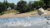 FILE - In this June 13, 2012 file photo, Asian carp, jolted by an electric current from a research boat, jump from the Illinois River near Havana, Illinois.