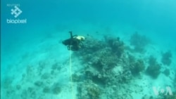 水下机器人为受损珊瑚重新播种