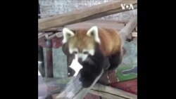 智利动物园的小熊猫