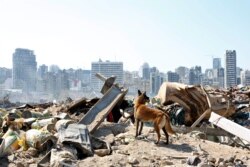 A dog of the French rescue team searches for survivors at the scene of this week's massive explosion in the port of Beirut, Lebanon, Aug. 7, 2020.