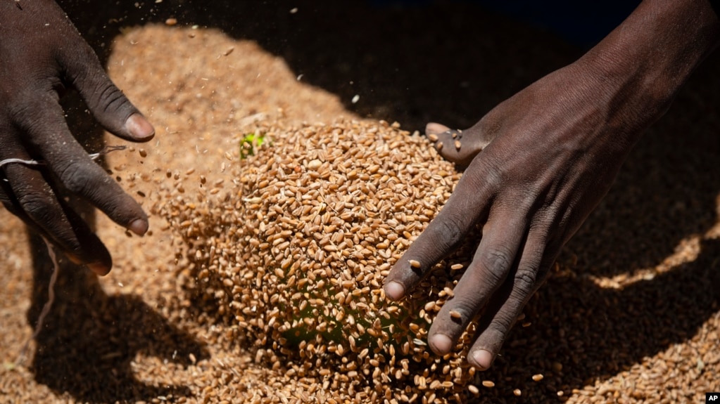 Many nations around the world depend on Russia and Ukraine for their wheat supply.