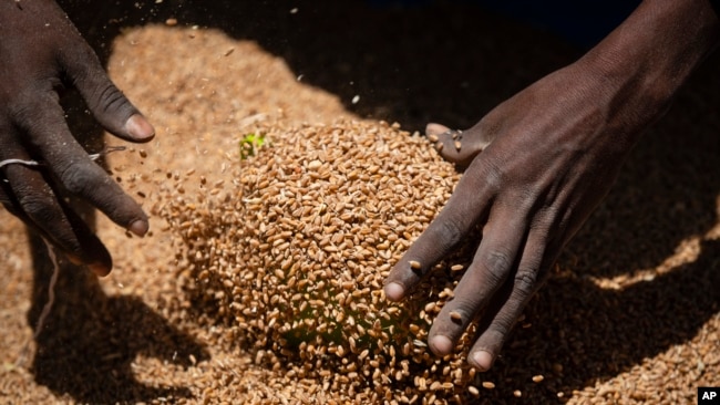 Many nations around the world depend on Russia and Ukraine for their wheat supply.