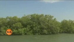 پاکستان: قدرتی آفات سے تحفظ فراہم کرنے والے مینگرووز کو خطرہ