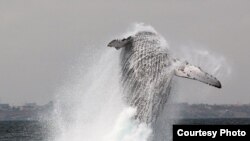 Une baleine à bosse photographiée en 2014. Les baleines à bosse sont les plus grandes et les plus longues. 