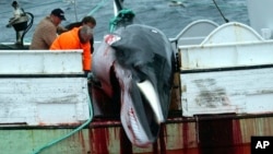 FILE - A whale is hauled onto a fishing boat after it was killed in the Atlantic Ocean, off the west coast of Iceland, Aug. 23, 2003.