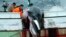 FILE - A whale is hauled onto a fishing boat after it was killed in the Atlantic Ocean, off the west coast of Iceland, Aug. 23, 2003.
