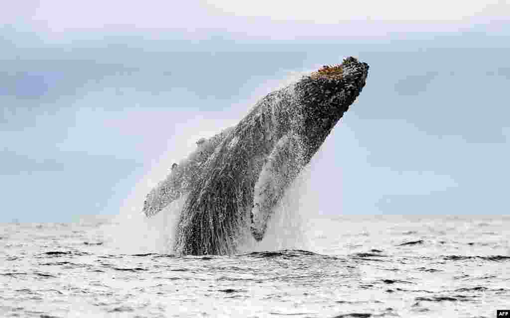 A Humpback whale jumps over the surface of the Pacific Ocean at the Uramba Bahia Malaga natural park in Colombia. Humpback whales migrate annually from the Antarctic Peninsula over to the Colombian Pacific Ocean coast, with an approximate distance of 8,500 km, to give birth and nurse their young.