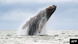 Riset mendapati penggunaan sonar di laut sangat mengganggu kehidupan ikan paus dan lumba-lumba (foto; dok). 