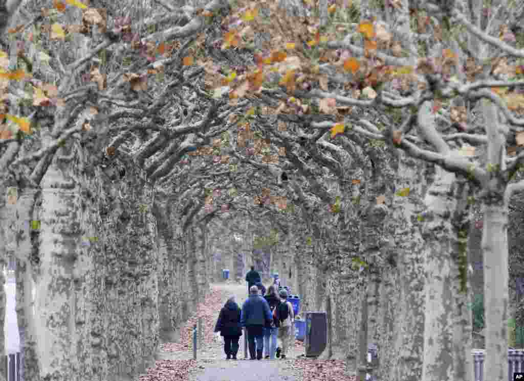 People walk along an alley of plane trees in Frankfurt, Germany.