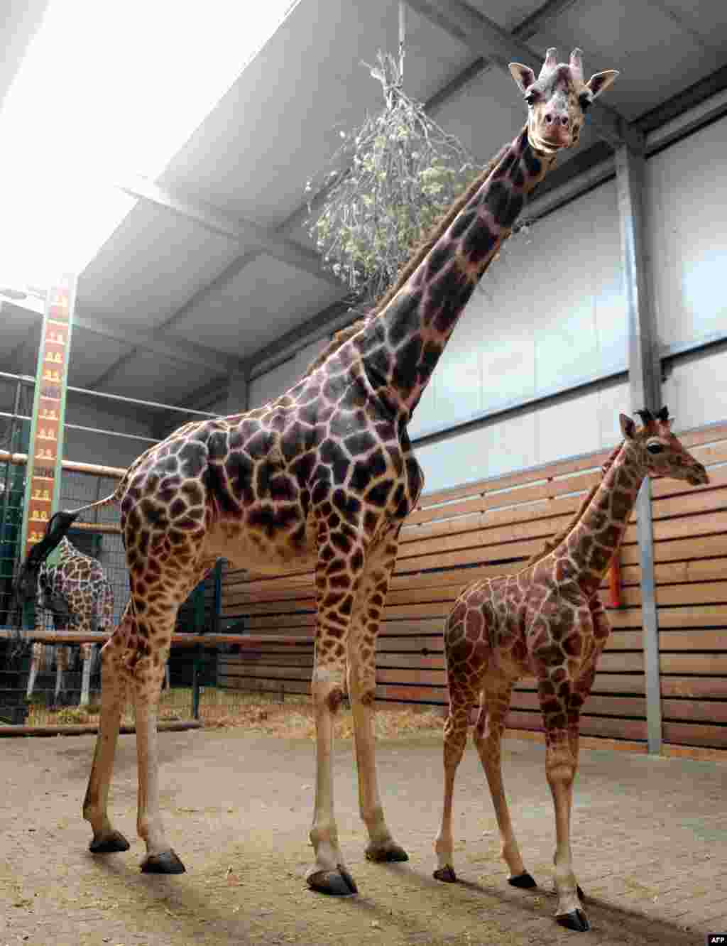 Young giraffe named 'Jamiro' stands next to its mother 'Arusha' in their enclosure at the animal park in Jaderberg, northern Germany.