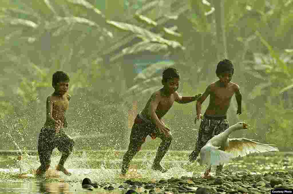 รางวัลชมเชย &nbsp;Erwin Kurniawan จากอินโดนีเซีย ชื่อภาพ &#39;Chasing Geese&#39;