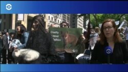 Меховые баталии «Большого яблока»