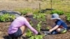  ‘애그리투어리즘’이란 농업을 뜻하는 애그리컬처(agriculture)와 관광을 뜻하는 투어리즘(tourism)이 합쳐진 말이다. 최근 미국 농장이 체계적인 수익 구조를 갖춘 '복합 문화 공간'이자 '기획형 테마파크'로 진화하고 있다.