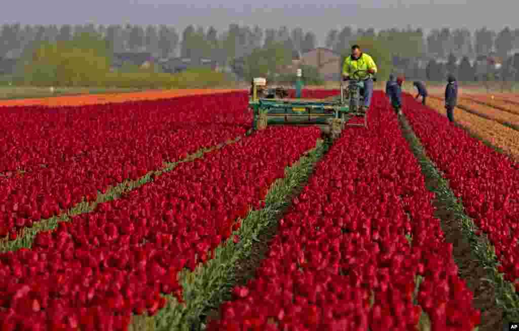 Farmers work in a tulip field in Meerdonk, Belgium. Most tulips in the region are grown specifically for the bulbs and not the flowers, however the flowers remain in the fields until fully blossomed before being cut down.
