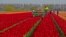 Farmers work in a tulip field in Meerdonk, Belgium on Monday, May 3, 2021. Most tulips in the region are grown specifically for the bulbs and not the flowers, however the flowers remain in the fields until fully blossomed before being cut down. 