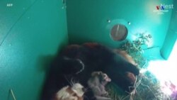 Օրեգոնի կենդանաբանական այգում կարմիր պանդան հոգ է տանում իր երեք շաբաթական ձագի մասին